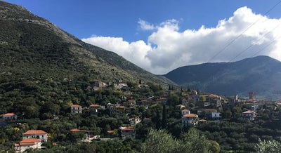 Greek EVOO - The Liokareas Olive Harvest