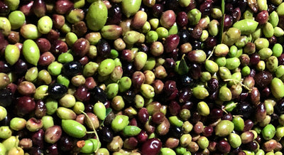 The Purple Olive