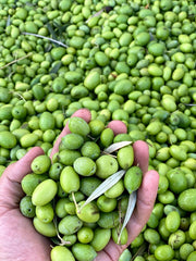 2025 Rx High Polyphenol Extra Virgin Olive Oil - 375ml